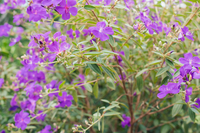 purple flower Tibouchina