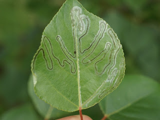 Phyllocnistis populiella - Mineuse serpentine du tremble