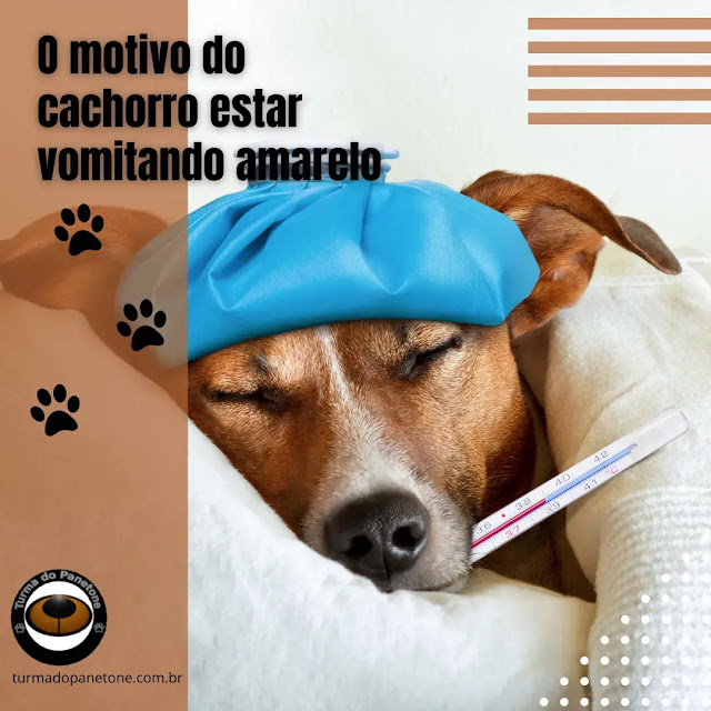 O motivo do cachorro estar vomitando amarelo