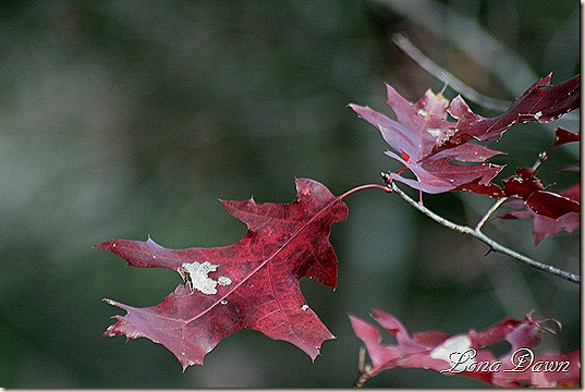 Fall_Oaks