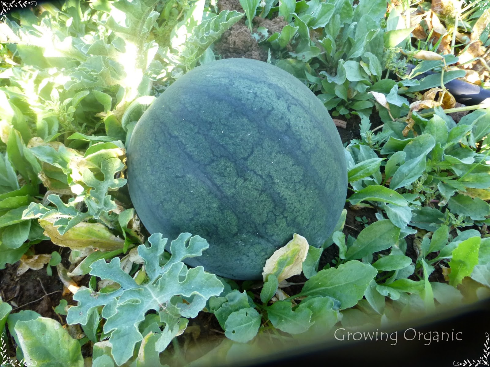 Growing Organic : Growing & Harvesting Watermelon