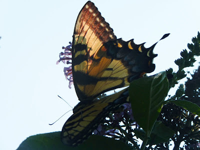 yellow female tiger swallowtail