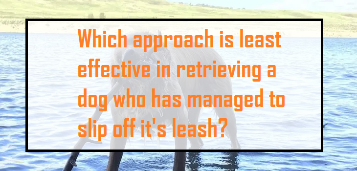 Which approach is least effective in retrieving a dog who has managed to slip off it's leash?