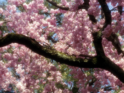 japanese cherry tree pictures. japanese cherry tree pictures.