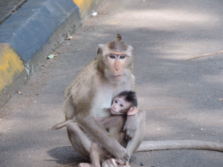 Krabetende makaaken