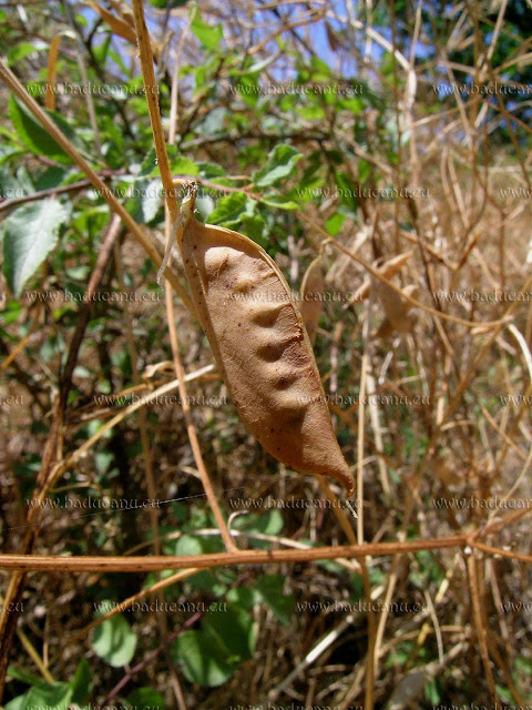 Baccello di Vicia cracca - © www.baducanu.eu