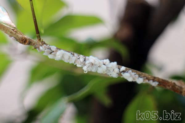 木 に白い綿のようなものが 虫 春 某氏の猫空