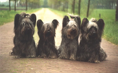 Silky Terrier