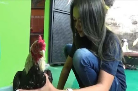  Agen Judi Live Sabung Ayam Sv388 Terpercaya 