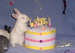 birthday rabbit