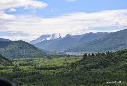 Reforested area near Mt. St. Helen
