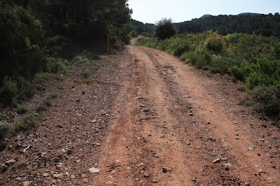 ARBRES SINGULARS A L'ALBÀ-AIGUAMÚRCIA-ALT CAMP, camí de Cal Cortada