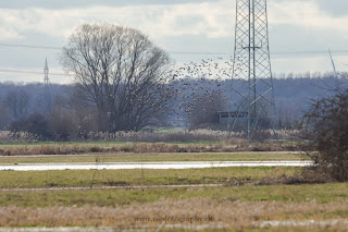 Naturfotografie Wildlifefotografie Lippeaue