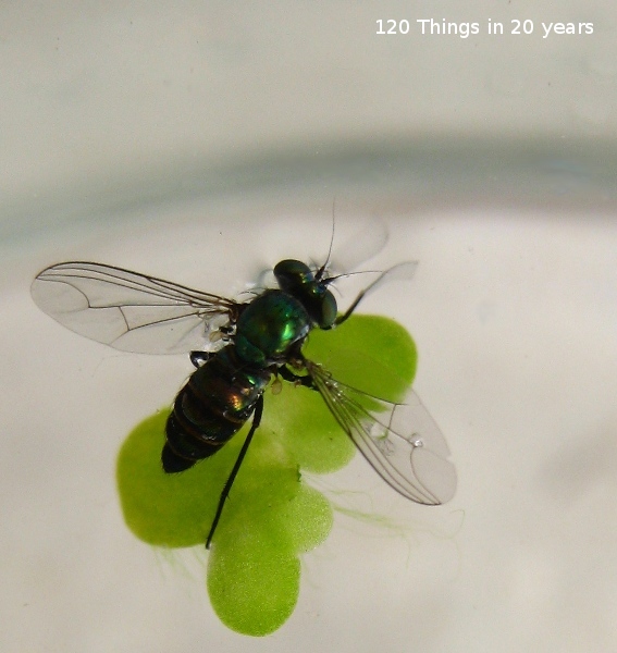 120 things in 20 years: Aquaponics - Duckweed growth rate