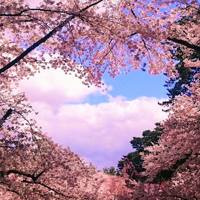 弘前公園のハートの桜