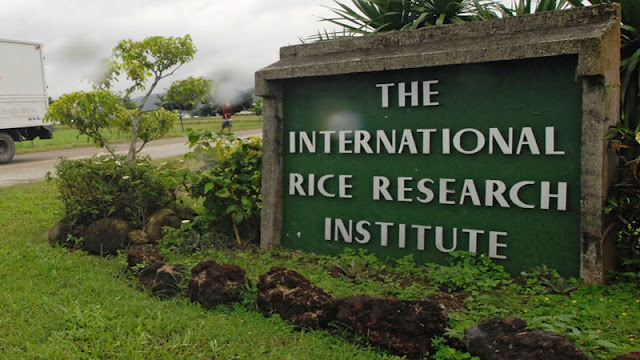 The International Rice Research Institute