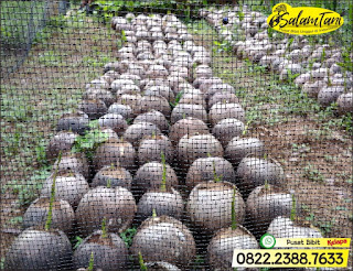 Bibit Kelapa Wulung, Bibit Kelapa Gading, Bibit Kelapa Hijau, Bibit Kelapa Unggul, Bibit Kelapa Kopyor Genjah, Bibit Kelapa Kopyor Hibrida Unggul