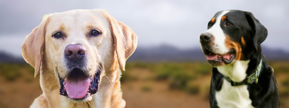 Greater Swiss Mountain dog vs. Labrador Retriever Characteristics, Temperament, Care