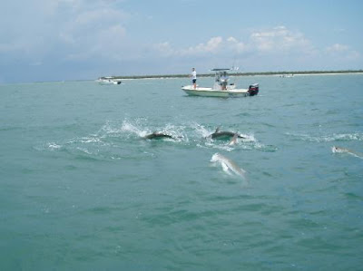 rolling tarpon