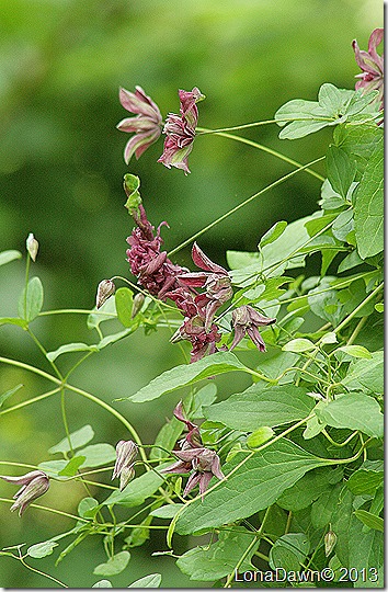 Clematis_Purpurea_plena_elegans