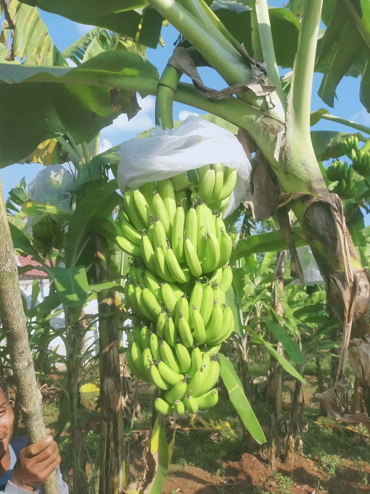 kebun pohon pisang cavendish