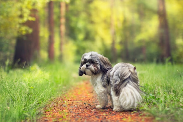 Tempo de vida do shih tzu