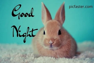 Cute Good Night Images Free Download