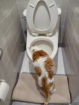 cat drinking from toilet with paw