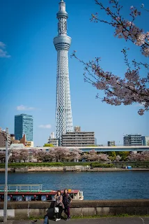 2024賞櫻行程|東京四天三日遊4月賞櫻美食旅行