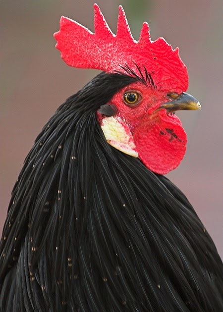 LOO ROCK : GALO PRETO