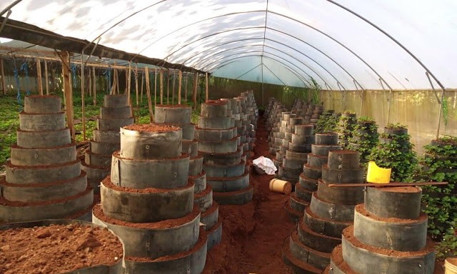 This has led to the innovation of various types of backyard gardening systems, one of them being the multi-storey cone kitchen garden designs.