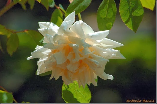9 DSC_0907x1