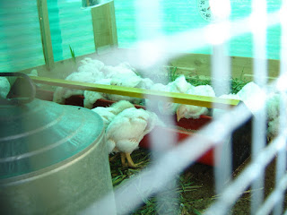 Inside the Pen - Trough, heat lamps & dry space