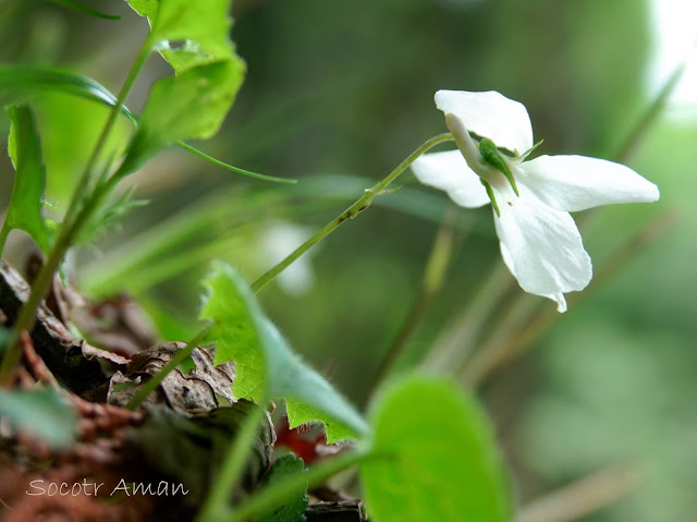 Viola grypoceras