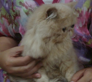 JUAL: Kucing Persia Pekenose Betina Lucuuu….