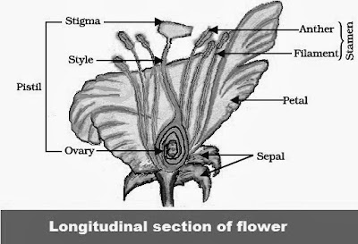 Longitudinal Section of a Flower | Chapter 8 : How do Organisms Reproduce? | CBSE Class 10th Science