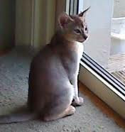 Silver Abyssinian Cat