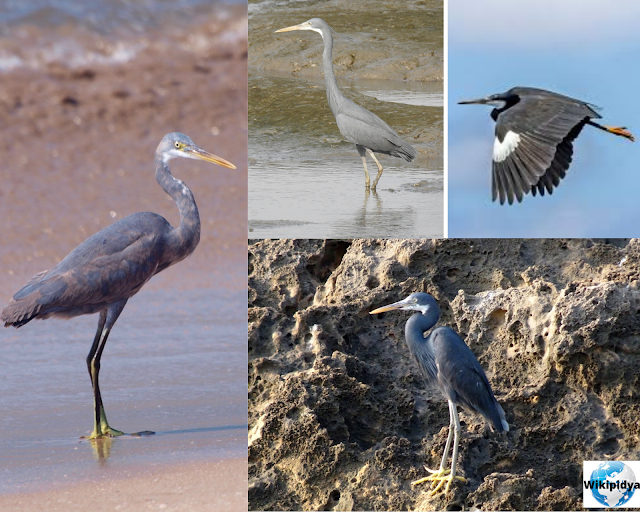 How Many Species Of Storks? The part four, The Little Bittern, The Great-billed Heron, The Javan pond heron, The White-necked heron, The Pied Heron, The Western Reef Heron, The Indian Pond Heron, The Black-headed Heron, The Black Bittern, and The White-faced Heron