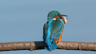 Kingfisher DFBridgeman