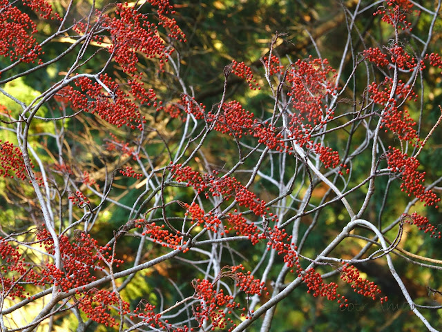 Idesia polycarpa