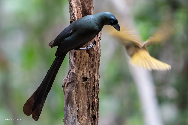 An Bui 2024 Dong Nai - Racket Tailed Treepie (Chim Khách, Chim Đuôi Vợt)