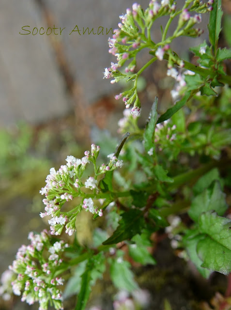 Valeriana flaccidissima