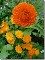kellie marigolds