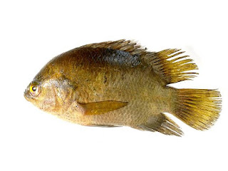gambar ikan beterung