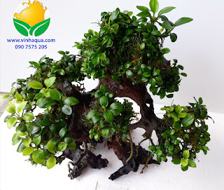Lũa bonsai thủy sinh cột ráy nana 1500