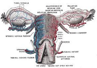 female uterus