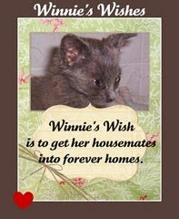 Please Consider Adopting!