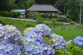 南指原ほたるの里