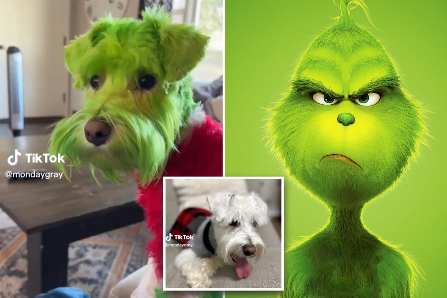 Dog dyed green to look like The Grinch