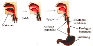 Struktur dan Fungsi Organ Pencernaan Utama dan Tambahan Pada Sistem Pencernaan Manusia